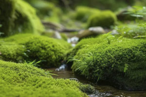 Moss Water image